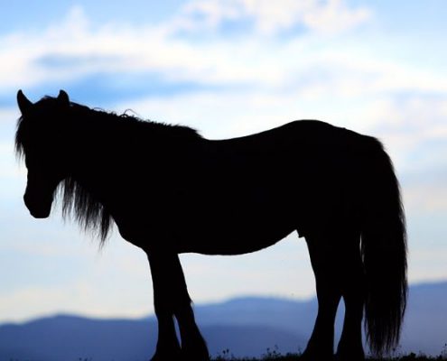 casonas-asturianas-asturcon-turismo-asturias